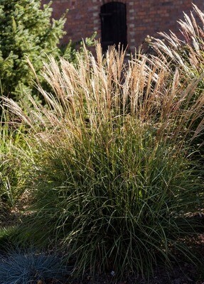 &#39;Cute One&#39; Miskant chiński Miscanthus