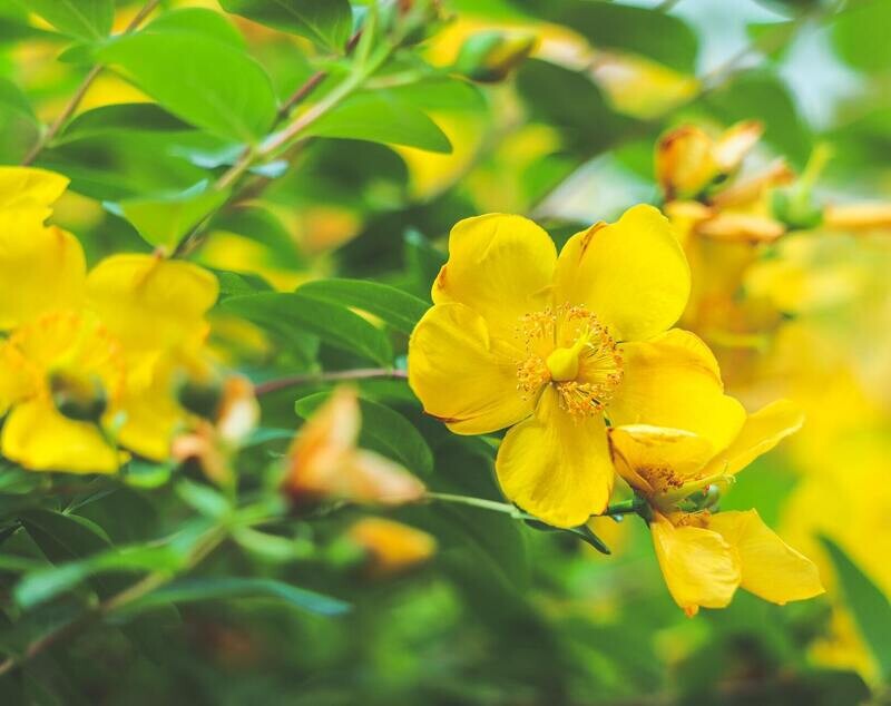 Dziurawiec żółty Hypericum &#39;Hidcote&#39;