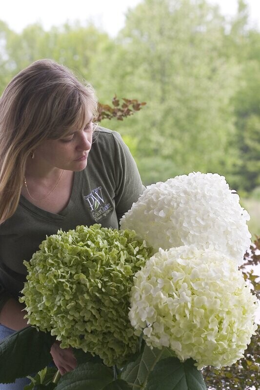 Hortensja drzewiasta Hydrangea arborescens &#39;Strong Annabelle&#39;