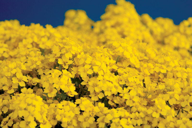 'Luna Yellow' Smagliczka górska żółta Alyssum saxatile