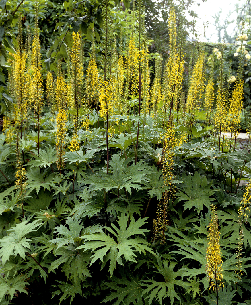 Języczka Przewalskiego Ligularia Przewalski