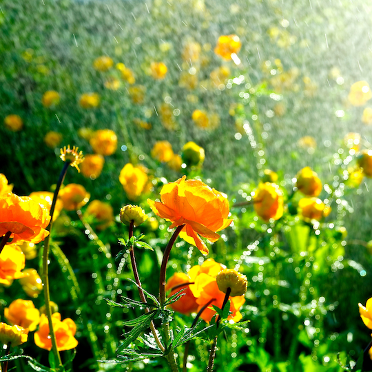 Pełnik chiński Trollius 'Golden Queen'