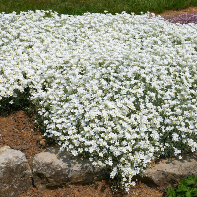 Rogownica Cerastium &#39;Silberteppich&#39;