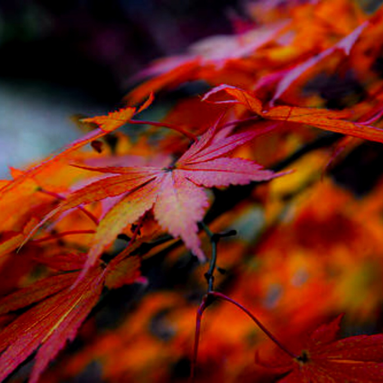 Klon Palmowy Acer palmatum