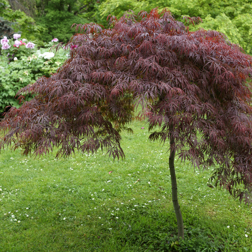 Klon Palmowy szczepiony &#39;Crismon Princess&#39; Acer palmatum