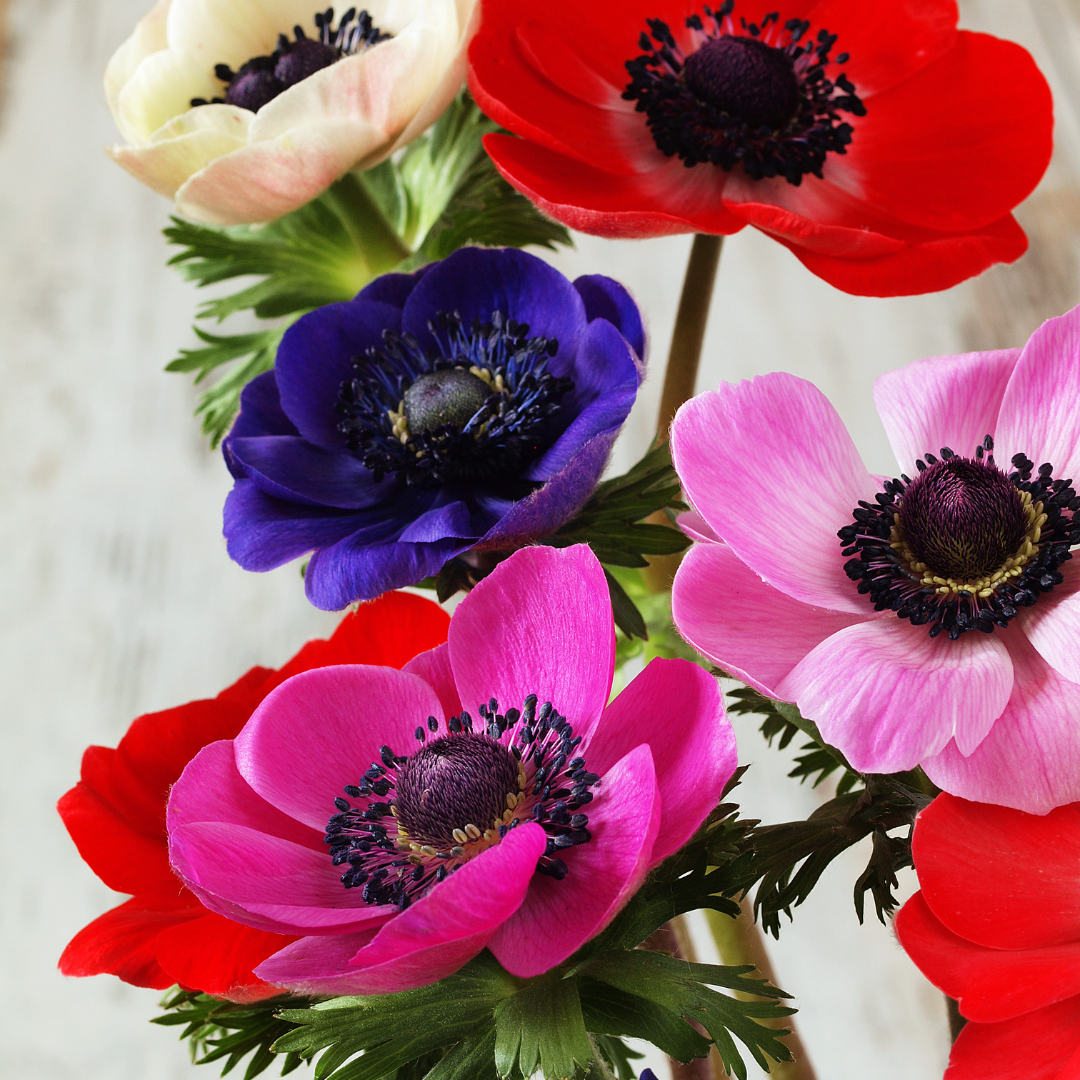 Zawilec Pakiet kolorów Anemone coronaria
