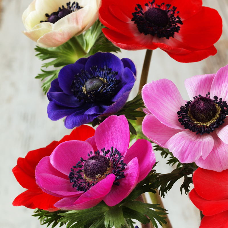 'Animo Double Mix' Zawilec Pakiet kolorów Anemone coronaria