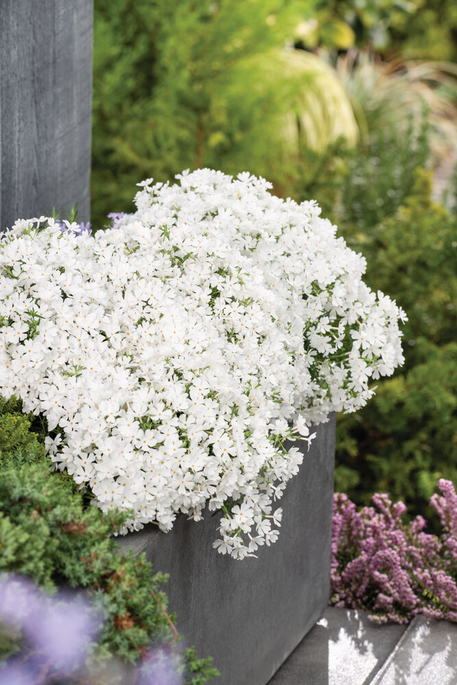 Floks szydlasty biały Phlox subulata &#39;White Delight&#39;