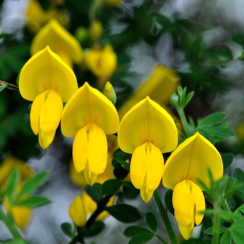Żarnowiec żółty Cytisus &#39;Luna&#39;
