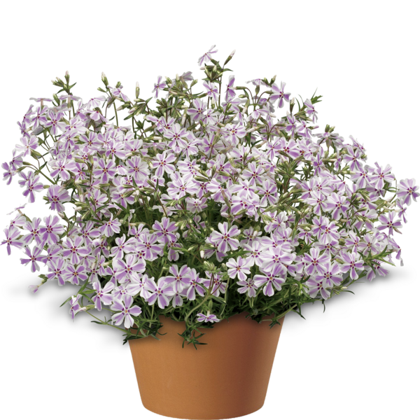 Floks szydlasty cukierekowy Phlox subulata &#39;Candy Stripe&#39;