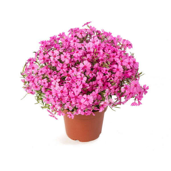 Floks szydlasty wiśniowy Phlox subulata &#39;Cherry&#39;