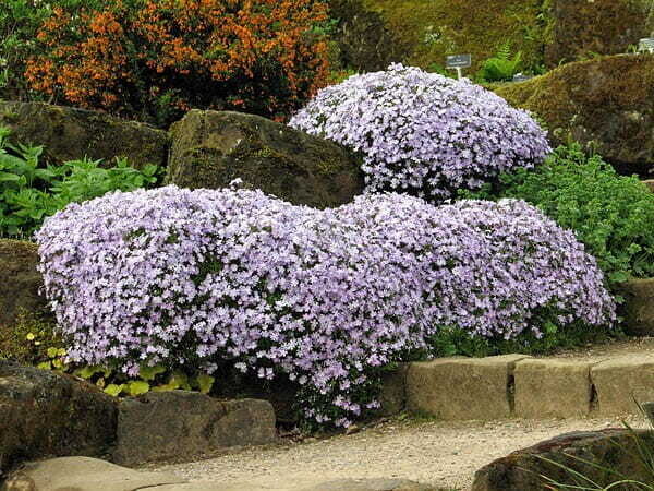 Floks szydlasty Phlox subulata &#39;Light blue&#39;