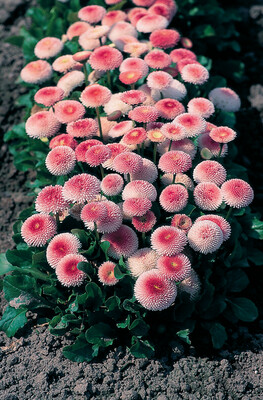 Stokrotki Truskawkowy krem Stokrotka