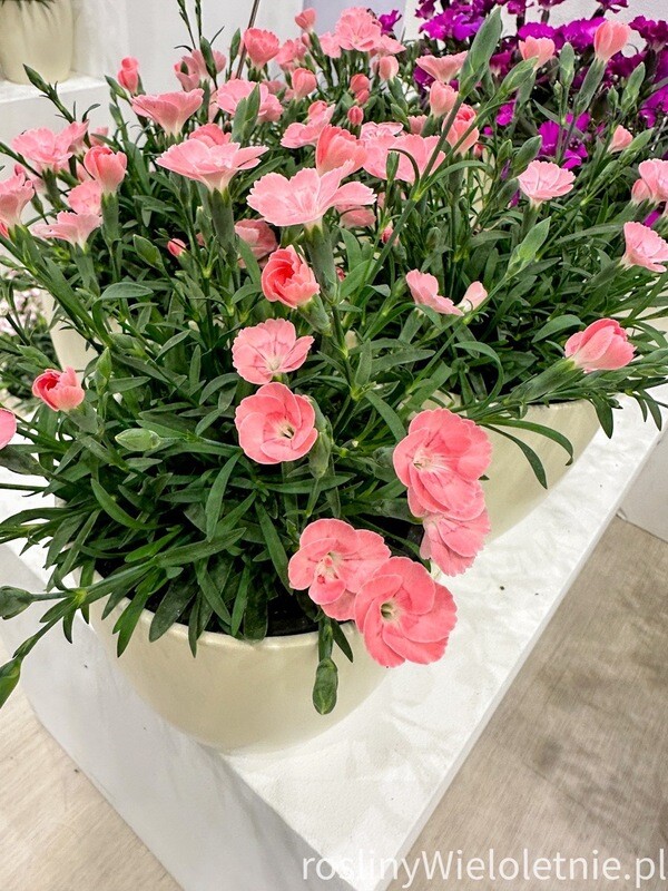 &#39;Peach Party&#39;® Goździk brzoskwiniowy Dianthus