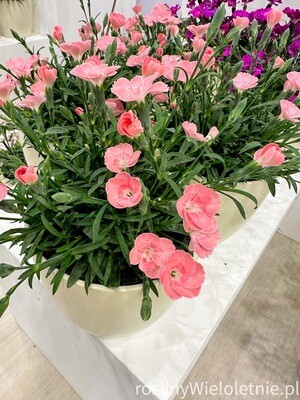 &#39;Peach Party&#39;® Goździk brzoskwiniowy Dianthus
