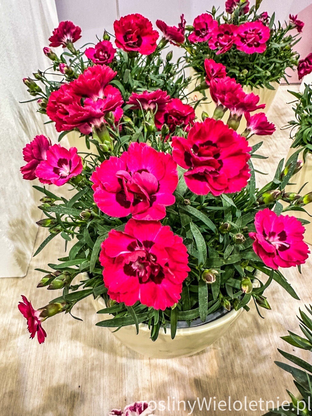 &#39;Early Love®&#39; Goździk Czerwony Dianthus