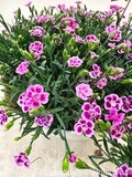 &#39;Pink Kisses&#39;® Goździk Różowy Dianthus