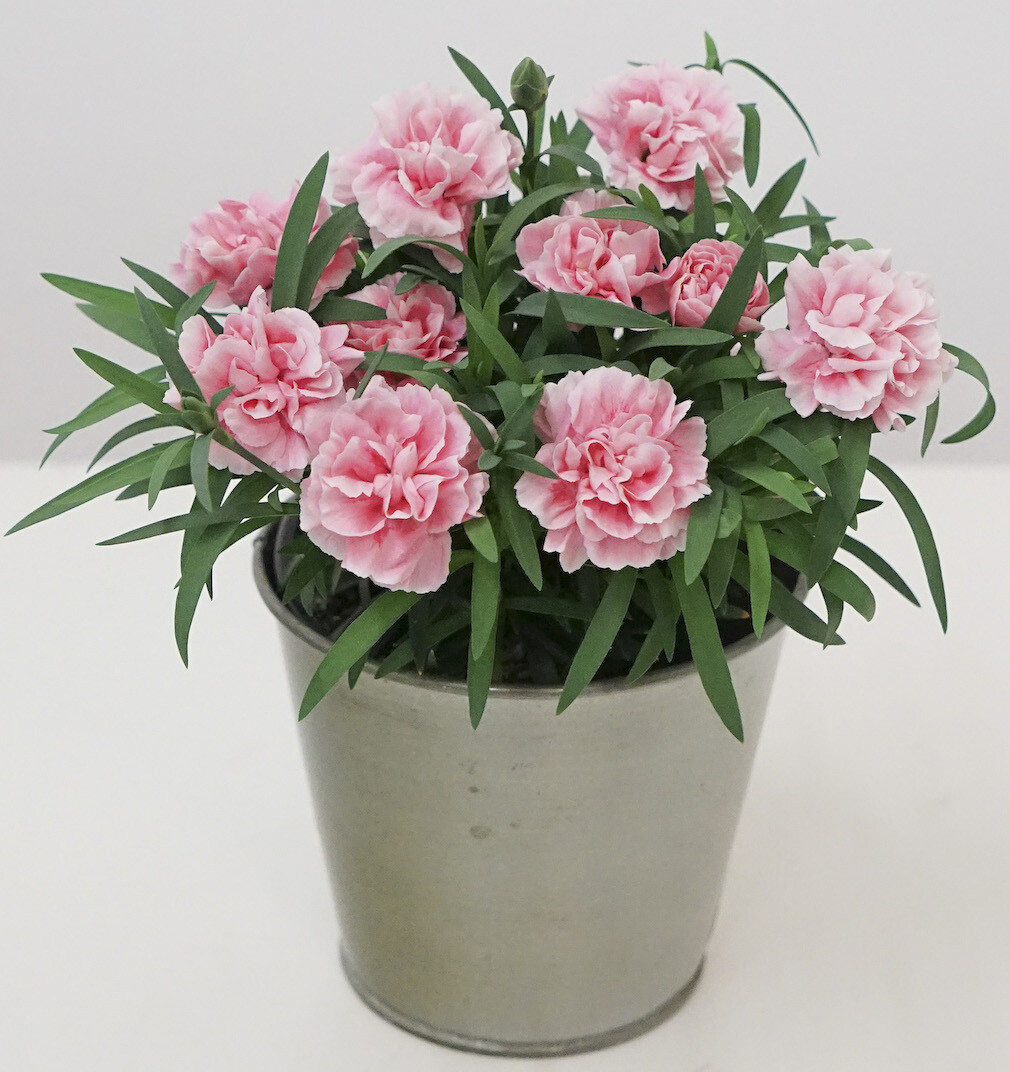Super Trouper® &#39;Giulia&#39; Goździk jasno różowy Dianthus