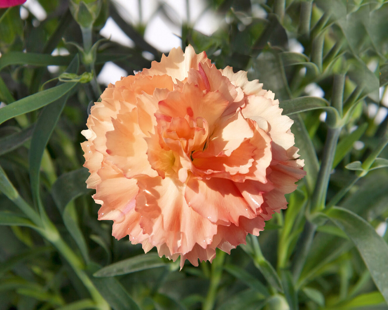 Super Trouper® &#39;Sorbet&#39; Goździk herbaciany Dianthus