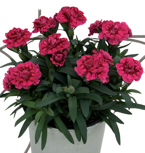 Oscar® 'Purple' Goździk ciemno różowy Dianthus
