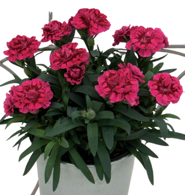 Oscar® &#39;Purple Wings&#39; Goździk ciemno różowy Dianthus