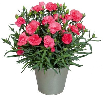 Goździk łososiowy Dianthus 'Dulce'