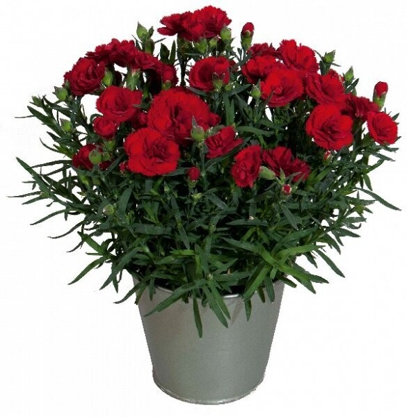 Goździk czerwony Dianthus 'Sangre'