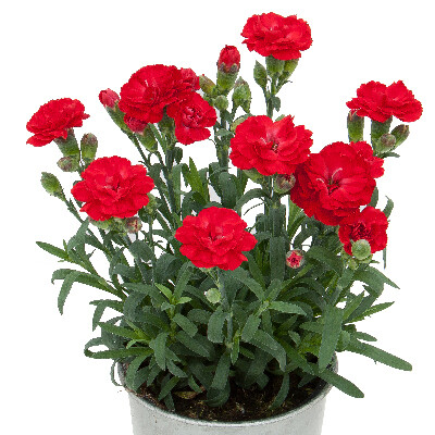 Goździk jasno czerwony Dianthus 'Amor'
