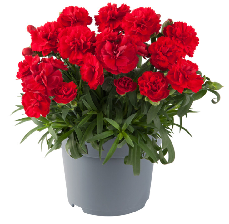 Goździk jasno czerwony Dianthus 'Bright Red'