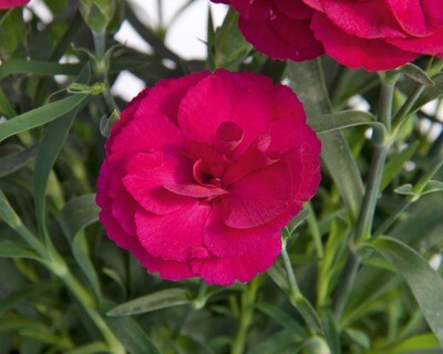 SuperTrouper® &#39;Amy&#39; Goździk fioletowy Dianthus