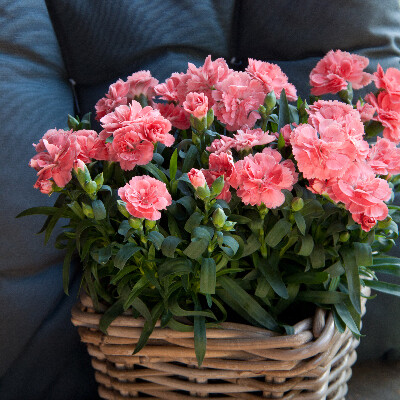 Goździk jasno różowy Dianthus &#39;Oscar® Pink&#39;