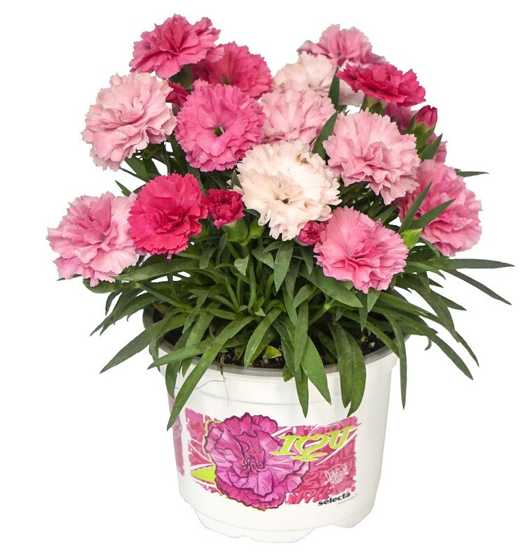 &#39;I love You&#39; Goździk wielobarwny Dianthus