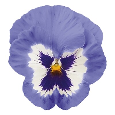 Bratki wielkokwiatowe Marina