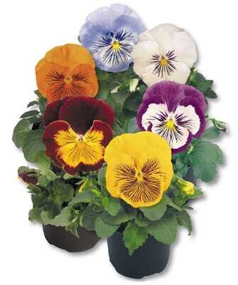 Bratki wielkokwiatowe Kotki Pakiet kolorów