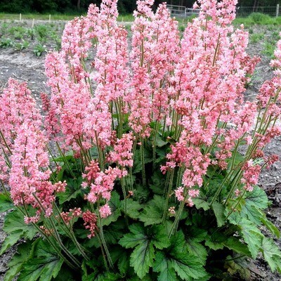 Żuraweczka różowa &#39;Pink Revolution&#39; Heucherella
