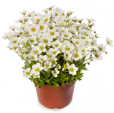 Skalnica biała Saxifraga