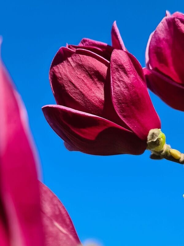 Magnolia ciemno różowa 'Genie' Magnolia ciemno różowa 'Genie'