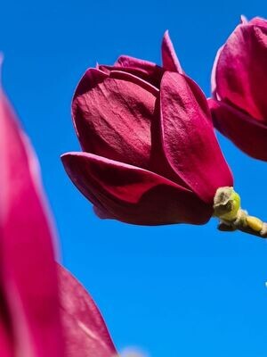 Magnolia ciemno różowa 'Genie' Magnolia ciemno różowa 'Genie'