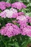 Krwawnik różowy Achillea &#39;Appleblossom&#39;