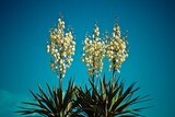 Juka, Jukka karolińska Yucca filamentosa