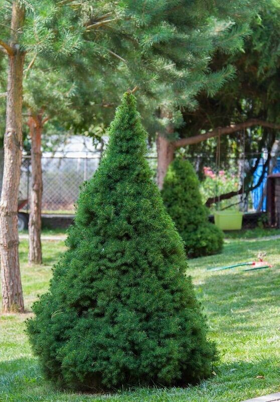 Świerk biały Picea &#39;Conica&#39;
