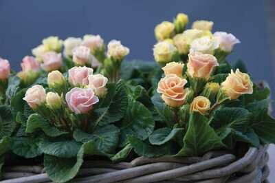 Pierwiosnki Pierwiosnek różyczkowy Primula