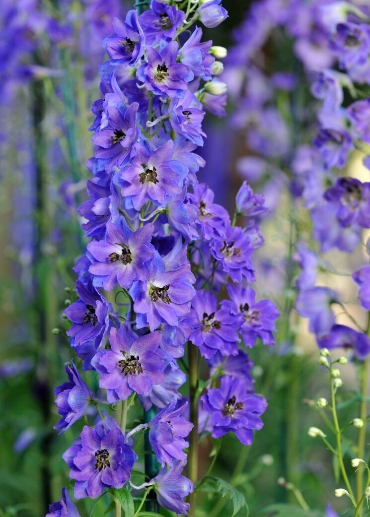 Ostróżka Ciemno Niebieska Delphinium ’Dark Blue Black Bee’