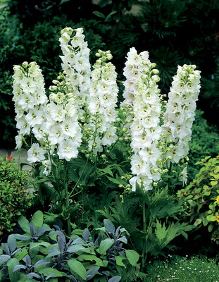 Ostróżka biała Delphinium ’Pure White’