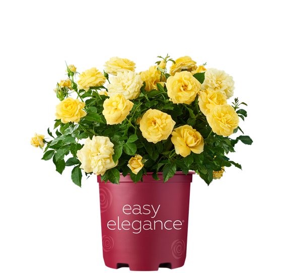 Róża ogrodowa żołta Rosa Easy Elegance 'High Voltage'