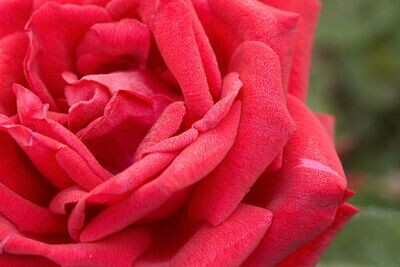 Róża ogrodowa czerwona Rosa Easy Elegance &#39;Como Park&#39;