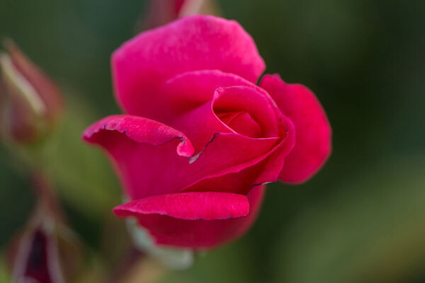 Róża ogrodowa Rosa Easy Elegance 'My Girl'