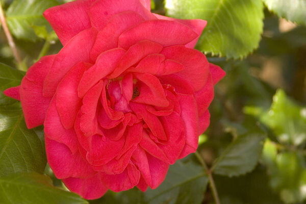 Róża ogrodowa różowa Rosa Easy Elegance 'Super Hero'