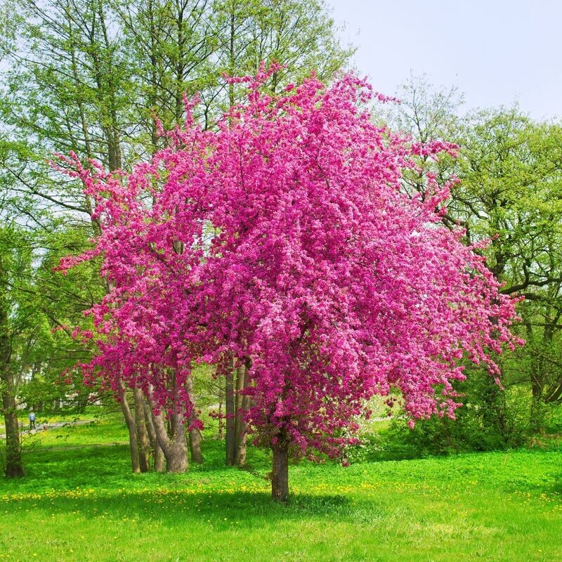 Wiśnia piłkowana na pniu Prunus 'Kanzan'