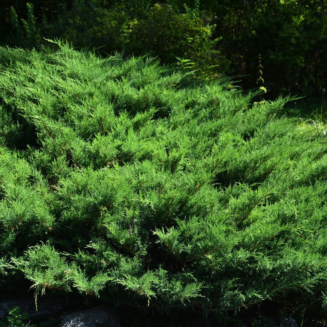 Jałowiec pośredni 'Mint Julep' Juniperus pfitzeriana